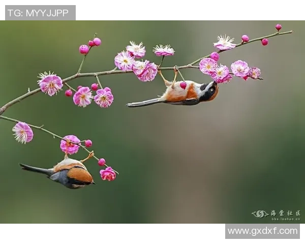 动物世界的足球明星们如何在绿茵场上展现非凡才华与魅力